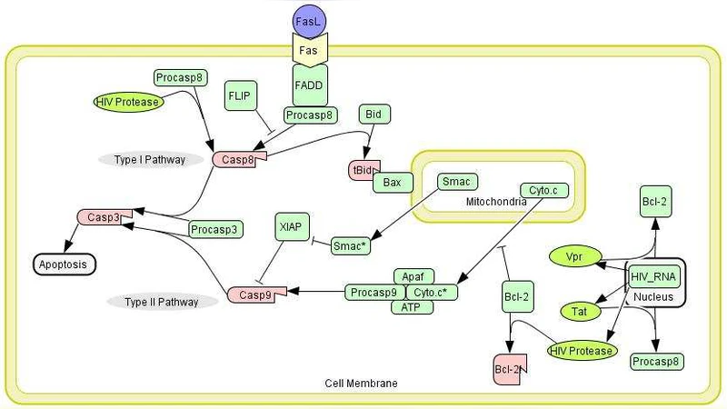 Modeling the effects of HIV-1 virions and proteins on Fas-induced   apoptosis of infected cells