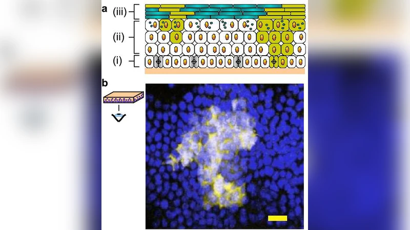 Top marine predators track Lagrangian coherent structures