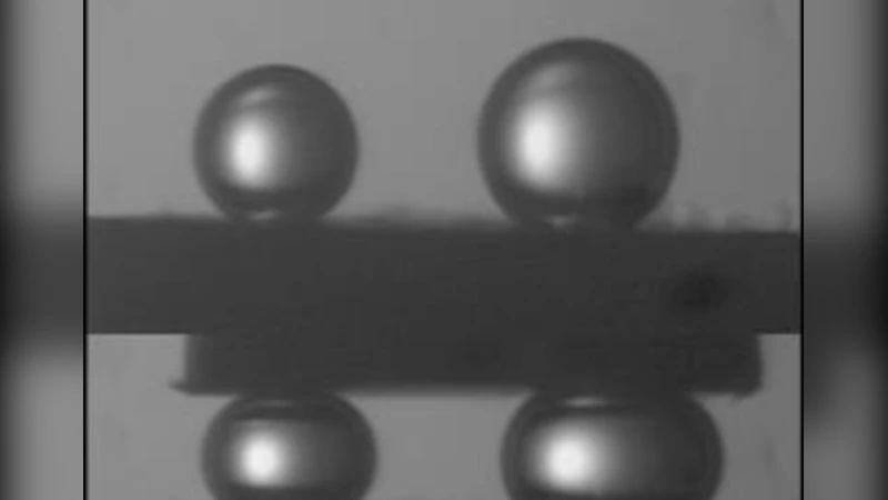 Experimental confirmation of tissue liquidity based on the exact   solution of the Laplace equation