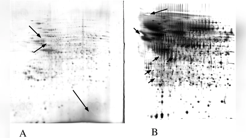 Silver staining of proteins in polyacrylamide gels