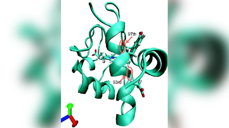 Vibrational energy relaxation (VER) of isotopically labeled amide I   modes in cytochrome c: Theoretical investigation of VER rates and pathways