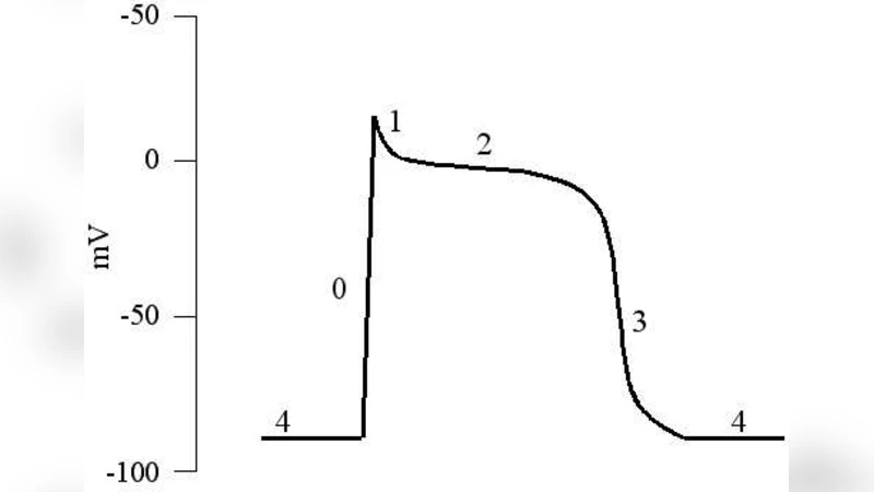 A Map-Based Model of the Cardiac Action Potential