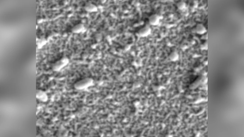 Landscape phage, phage display, stripped phage, biosensors, detection,   affinity reagent, nanotechnology, Salmonella typhimurium, Bacillus anthracis