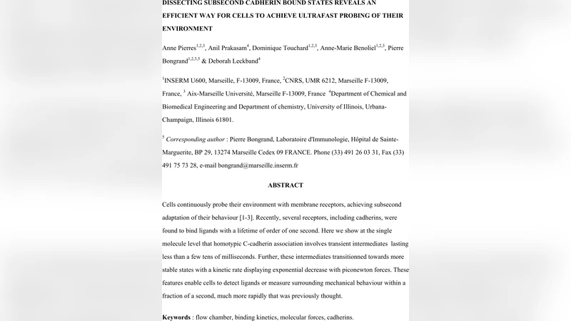 Dissecting Subsecond Cadherin Bound States Reveals an Efficient Way for   Cells to Achieve Ultrafast Probing of their Environment