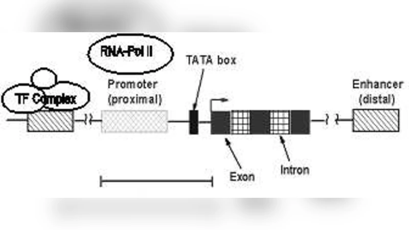 Understanding Transcriptional Regulation Using De-novo Sequence Motif   Discovery, Network Inference and Interactome Data