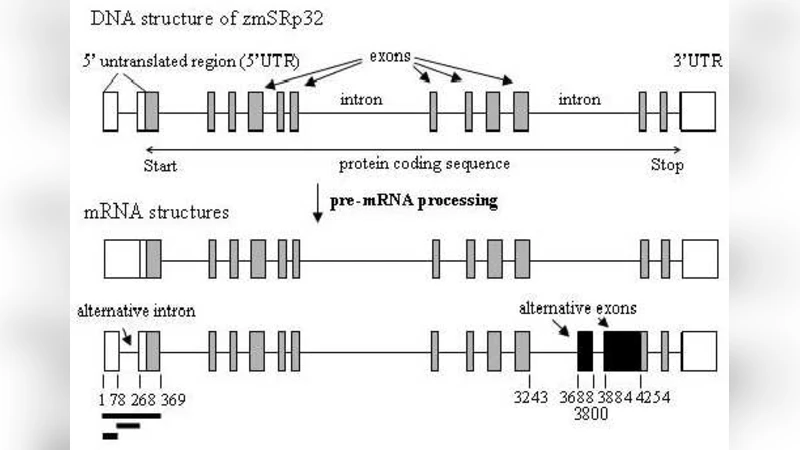 Identifying statistical dependence in genomic sequences via mutual   information estimates