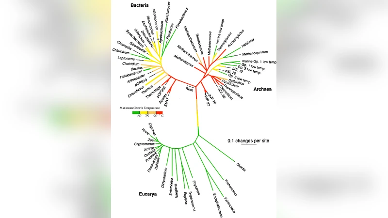 Paleontological Tests: Human-like Intelligence is not a Convergent   Feature of Evolution