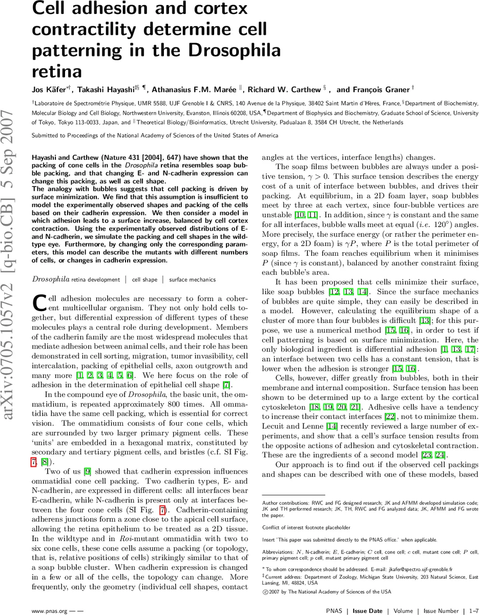 Cell adhesion and cortex contractility determine cell patterning in the   Drosophila retina