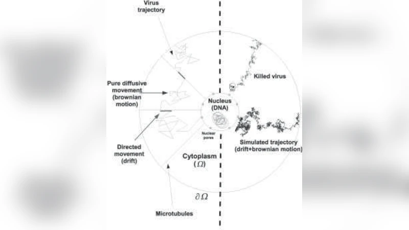Toward a quantitative analysis of virus and plasmid trafficking in cells