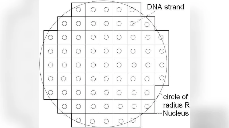 The search kinetics of a target inside the cell nucleus