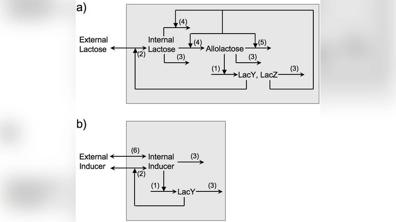 Determinants of bistability in induction of the Escherichia coli lac   operon