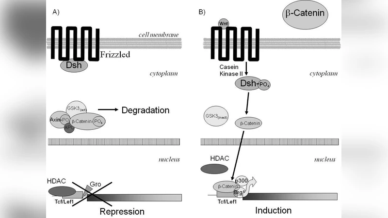 Epidermal corneocytes: dead guards of the hidden treasure