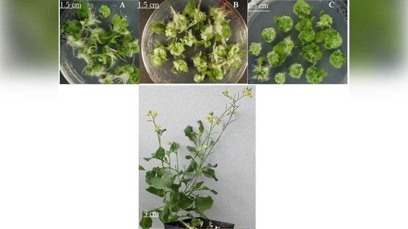 Shoot regeneration seedlings from transverse thin cell layer explants   excised from cotyledon, petiole, hypocotyl of [{Brassica juncea} L. Czern.]   in the presence of CdCl$_2$