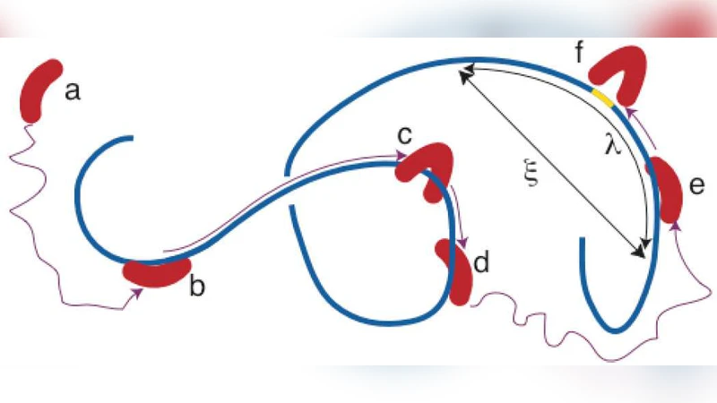 Thermodynamic restrictions on evolutionary optimization of transcription   factor proteins