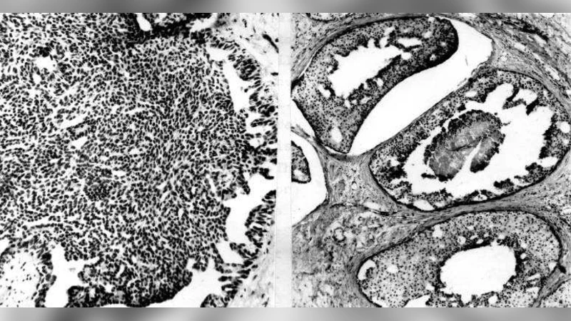 Hypergraph topological quantities for tagged social networks