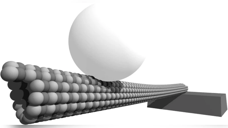 Microtubule dynamics depart from wormlike chain model