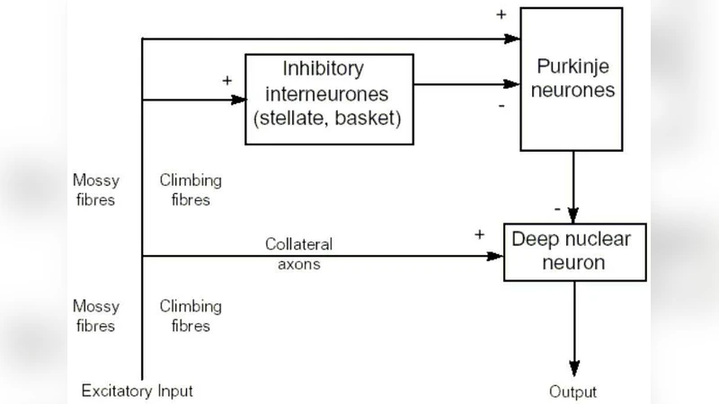 $infty-$Dimensional Cerebellar Controller for Realistic Human   Biodynamics