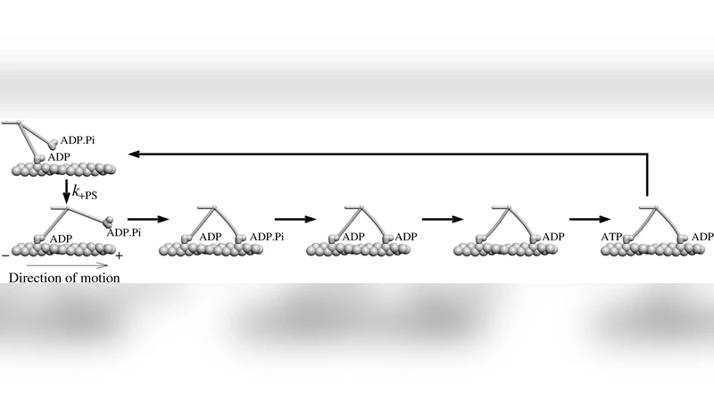 Five models for myosin V