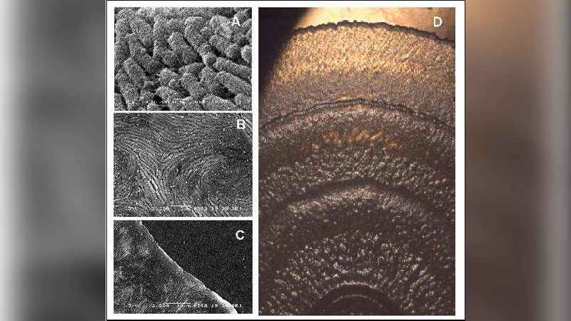An explanatory model to validate the way water activity rules periodic   terrace generation in Proteus mirabilis swarm
