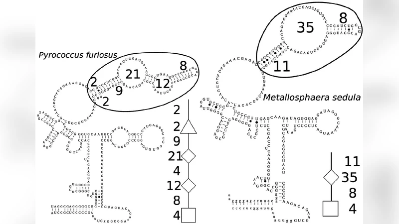 A new distance for high level RNA secondary structure comparison