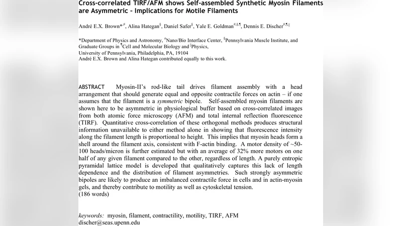Cross-correlated TIRF/AFM shows Self-assembled Synthetic Myosin   Filaments are Asymmetric - Implications for Motile Filaments