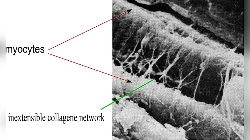 A pseudo active kinematic constraint for a biological living soft   tissue: an effect of the collagen network