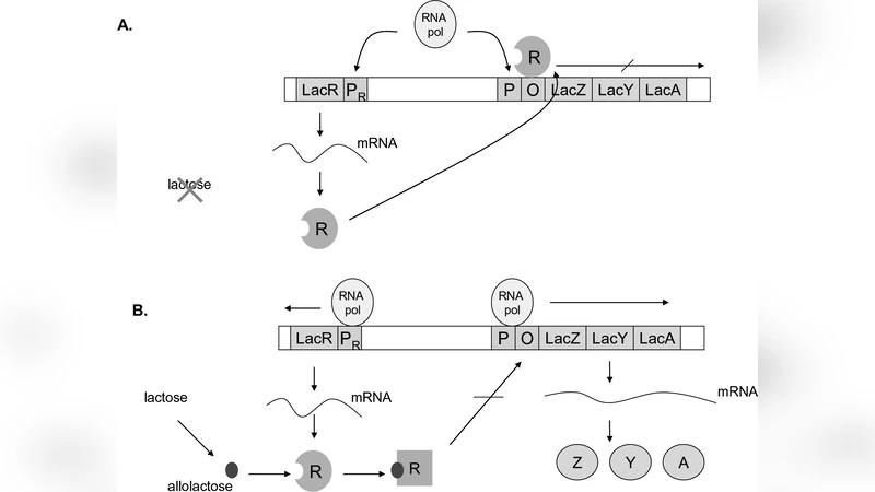 Computer algebra in systems biology