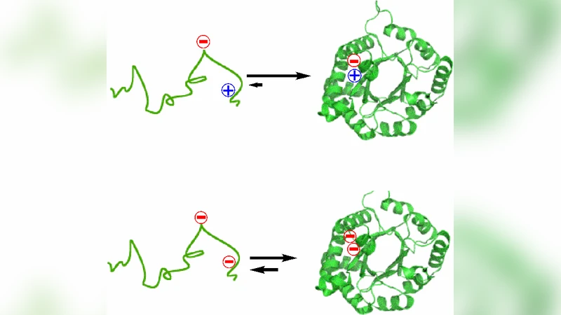 The Adaptation of Complexity in the Evolution of Macromolecules