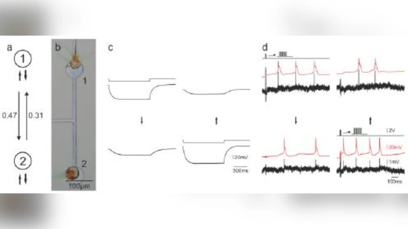 Modeling of neuron-semiconductor interactions in neuronal networks   interfaced with silicon chips