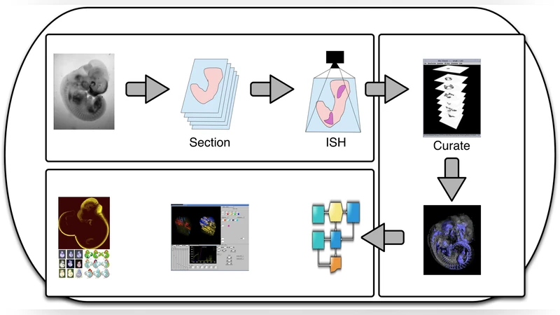 An e-Infrastructure for Collaborative Research in Human Embryo   Development