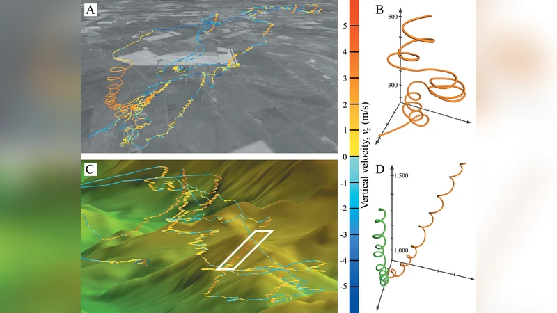 Comparing bird and human soaring strategies