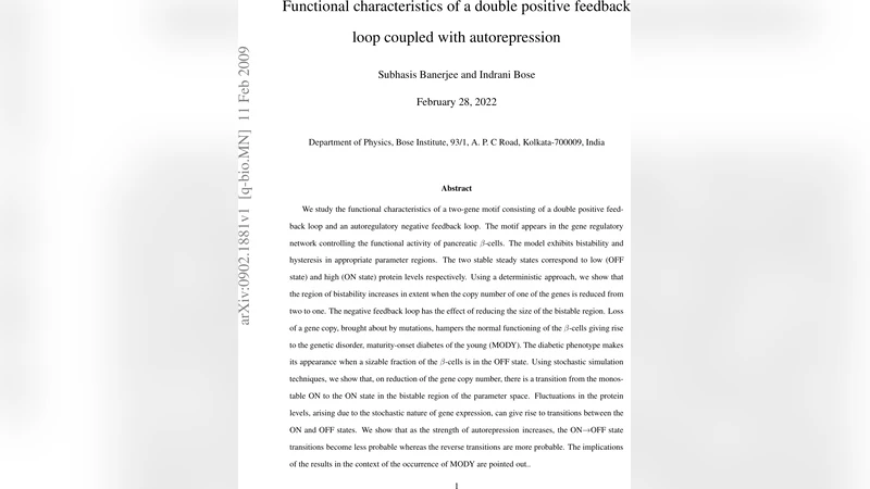 Functional characteristics of a double positive feedback loop coupled   with autorepression