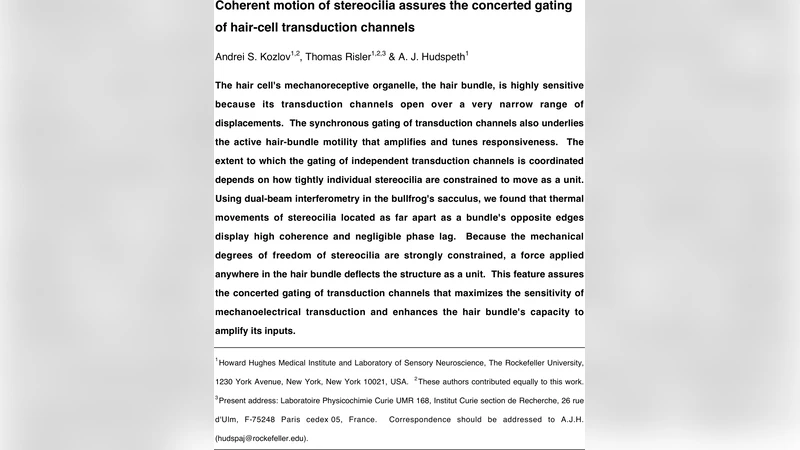Coherent motion of stereocilia assures the concerted gating of hair-cell   transduction channels