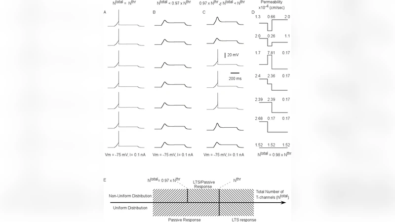 Modeling thalamocortical cell: impact of Ca2+ channel distribution and   cell geometry on firing pattern