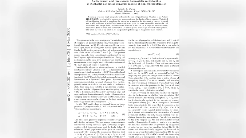 Cells, cancer, and rare events: homeostatic metastability in stochastic   non-linear dynamics models of skin cell proliferation