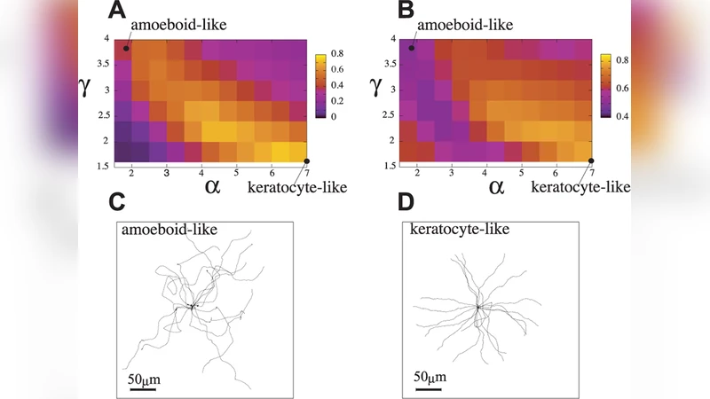 Cortical Factor Feedback Model for Cellular Locomotion and Cytofission