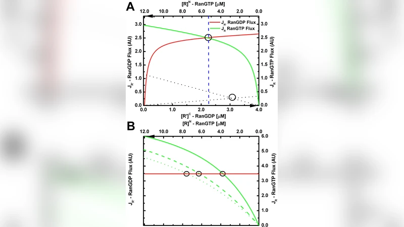 Nucleocytoplasmic transport: a thermodynamic mechanism