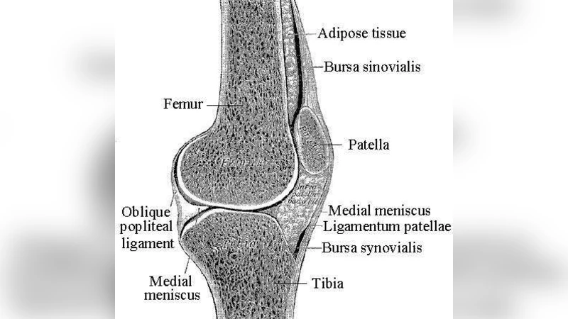 New Mechanics of Generic Musculo-Skeletal Injury