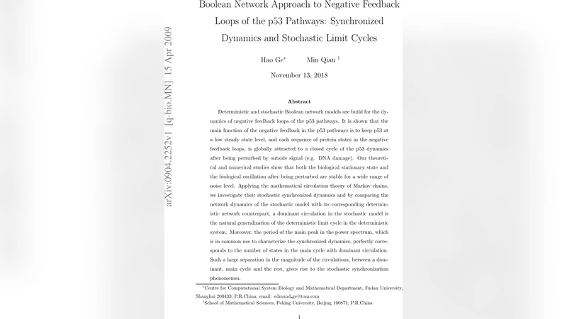 Boolean Network Approach to Negative Feedback Loops of the p53 Pathways:   Synchronized Dynamics and Stochastic Limit Cycles