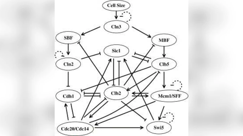Synchronized Dynamics and Nonequilibrium Steady States in a Stochastic   Yeast Cell-Cycle Network
