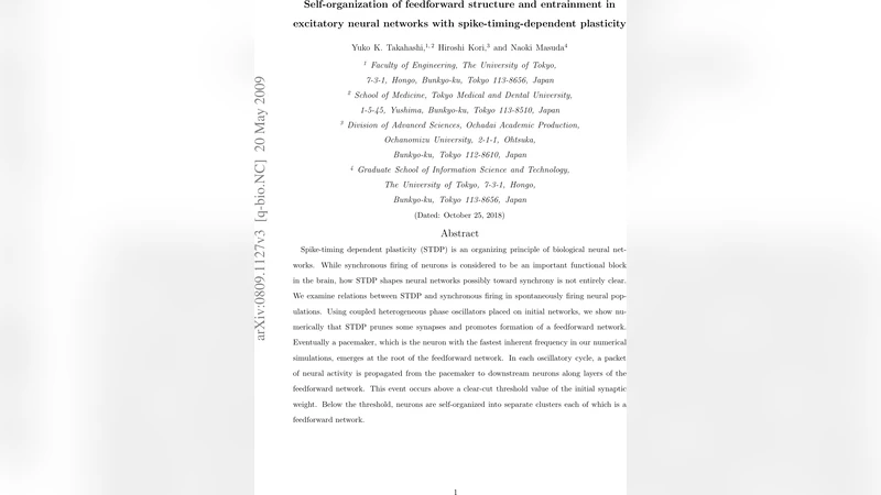 Self-organization of feedforward structure and entrainment in excitatory   neural networks with spike-timing-dependent plasticity