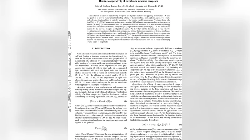 Binding cooperativity of membrane adhesion receptors