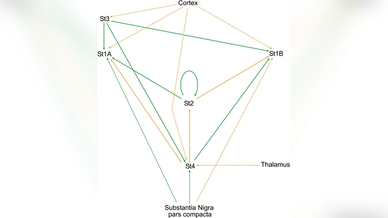 Averaging Transformations of Synaptic Potentials on Networks