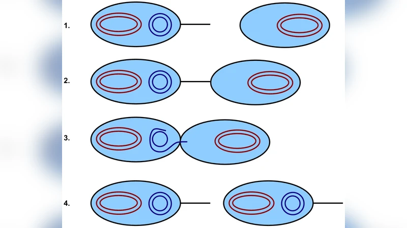 The influence of horizontal gene transfer on the mean fitness of   unicellular populations in static environments