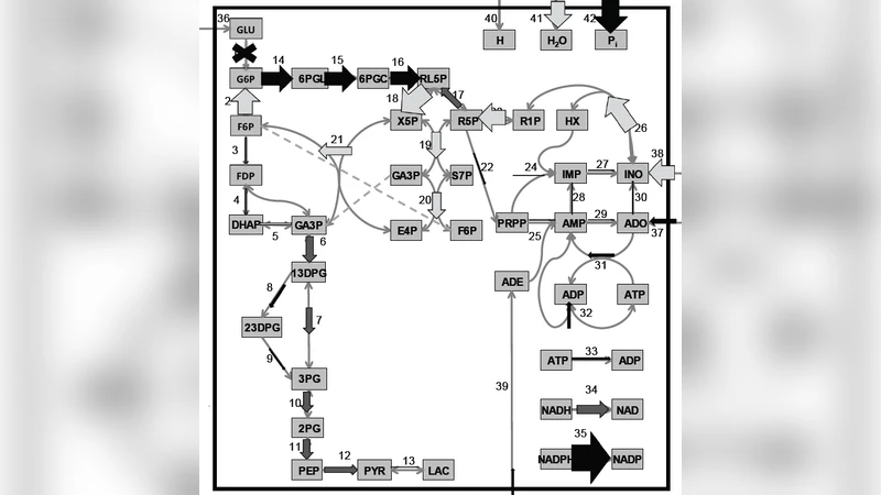 Optimal flux states, reaction replaceability and response to knockouts   in the human red blood cell