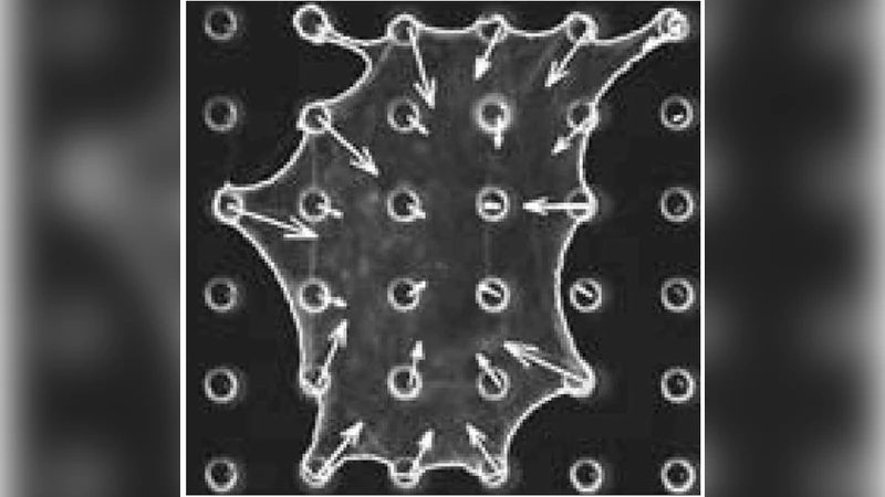 Effect of adhesion geometry and rigidity on cellular force distributions