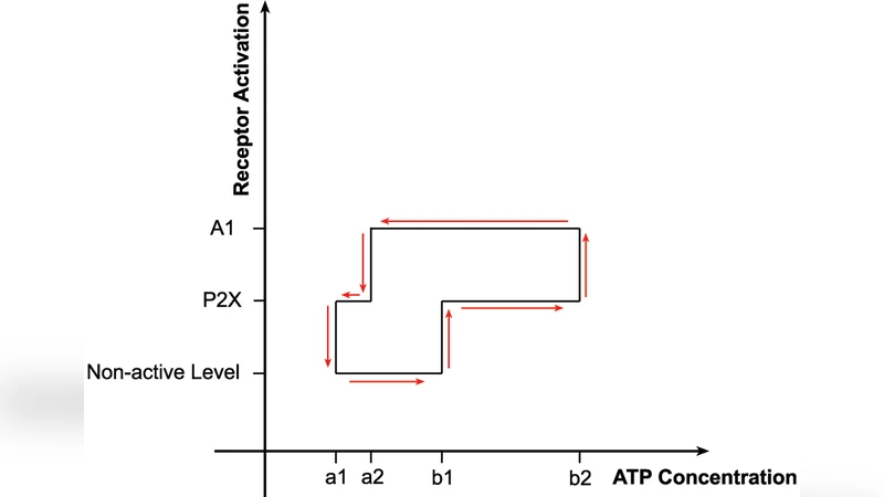 ATP Hysteresis in Tripartite Synapses