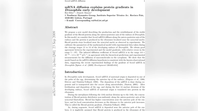 mRNA diffusion explains protein gradients in textit{Drosophila} early   development