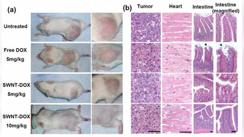 Supramolecular Stacking of Doxorubicin on Carbon Nanotubes for in vivo   Cancer Therapy