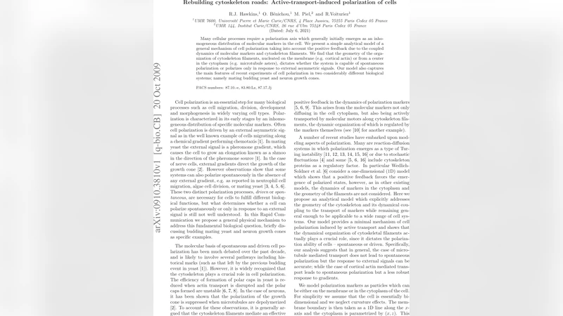 Rebuilding cytoskeleton roads: Active-transport-induced polarization of   cells
